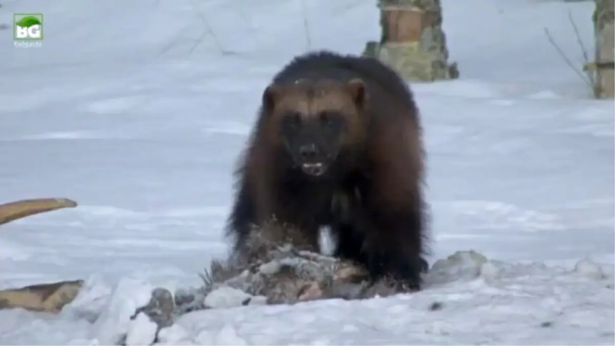 Kuzgun ve Ayı Sansarı