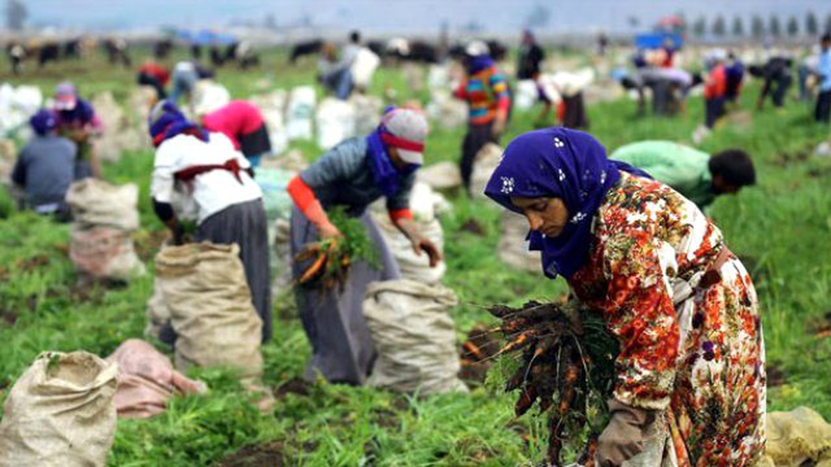 Mevsimlik Tarım İşçilerinin Ortalama Ücretleri İstatistiği