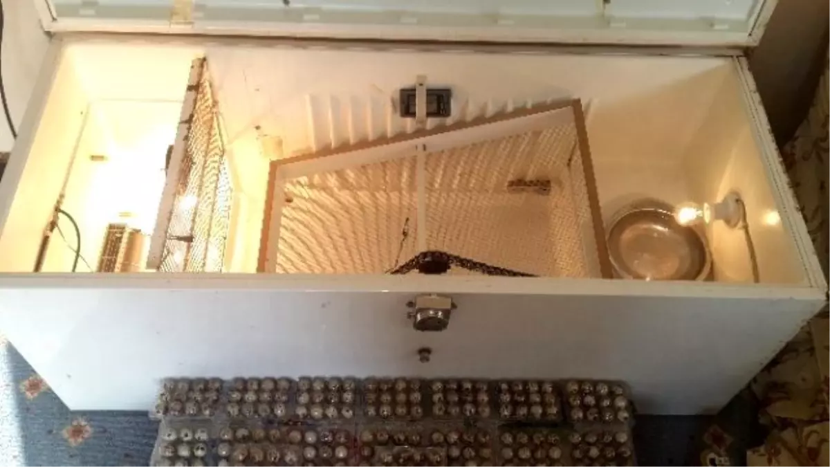 Ortaokul Mezunu Genç Buzdolabından Kuluçka Makinesi Yaptı