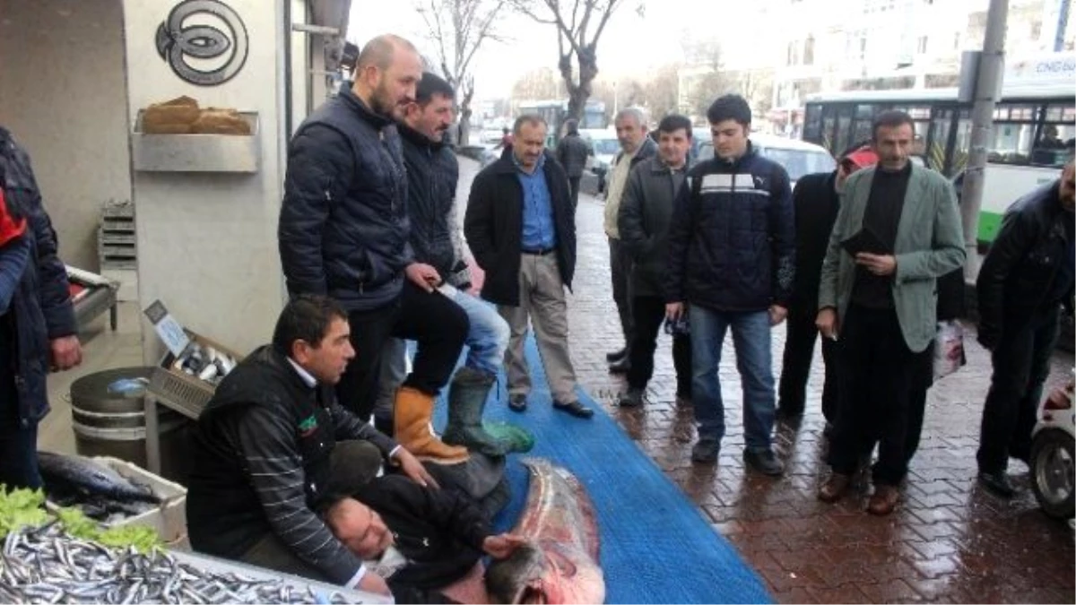 Balıkçı Yattı, Vatandaş Baktı