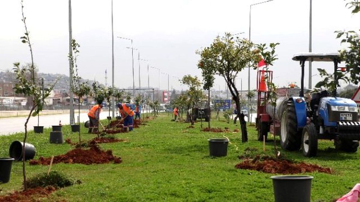 Sökülen Turunçlar Antalya\'nın Girişini Süsledi