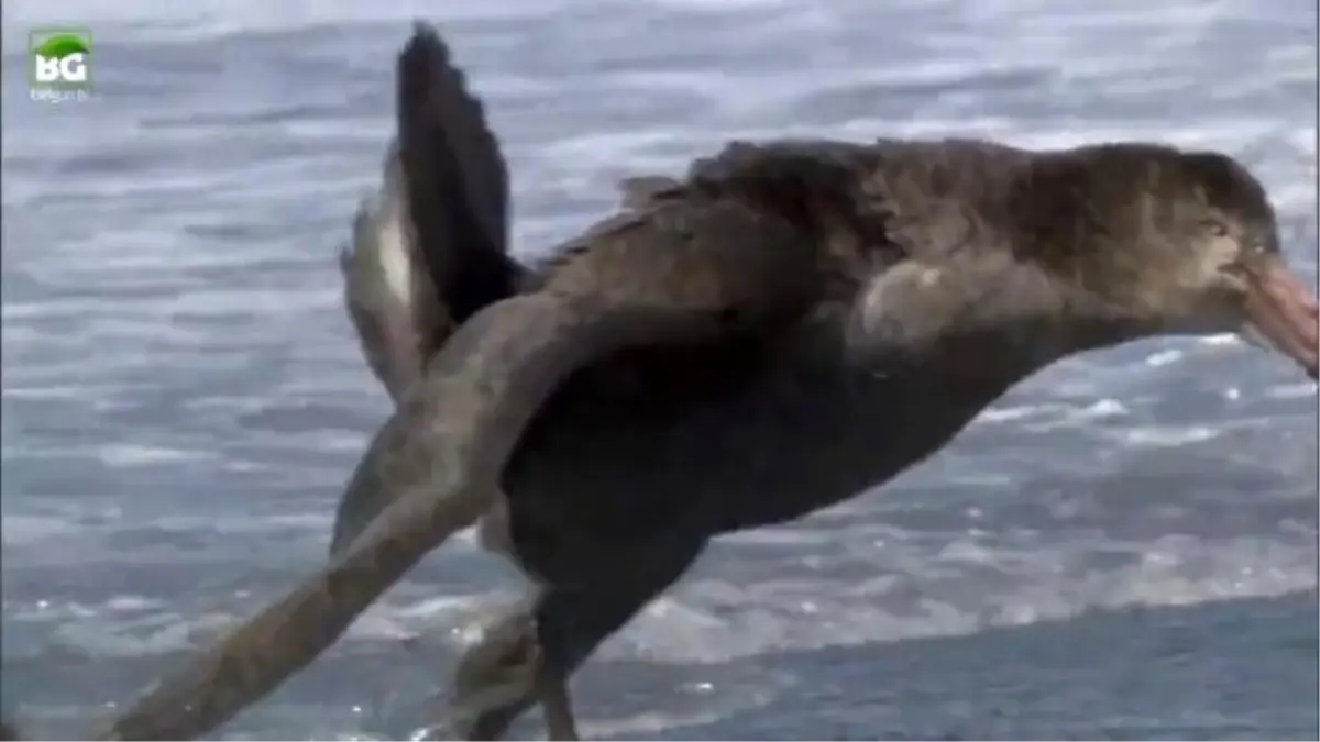 Yelkovan Kuşlarının Leş Ziyafeti