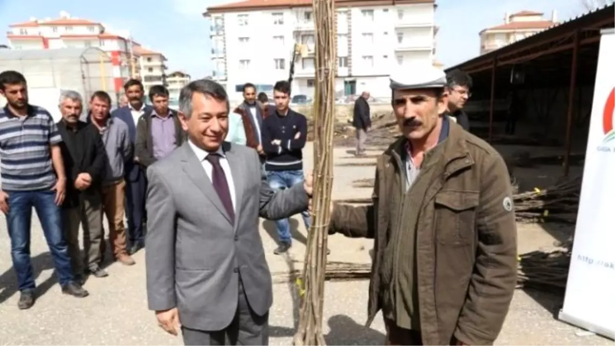 Aksaray'da Çiftçilere 7 Bin 460 Adet Fidan Dağıtıldı