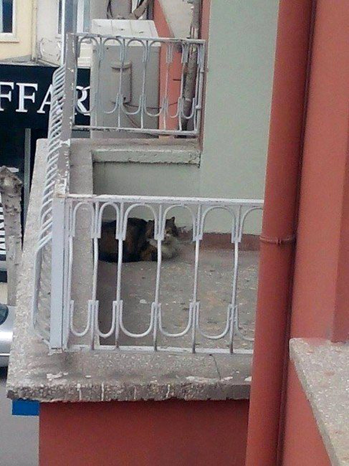 Balkonda Mahsur Kalan Kedi İçin İtfaiye Seferber Oldu