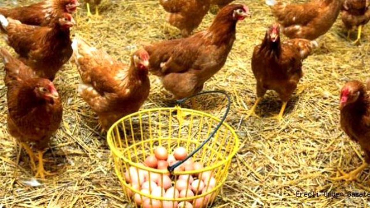 Kümes Hayvancılığı Üretimi