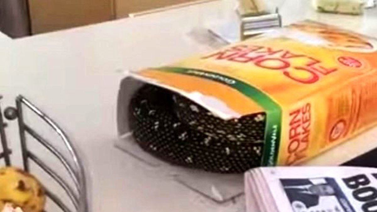 Mısır Gevreği Kutusundan 2 Metre Boyunda Piton Yılanı Çıktı!