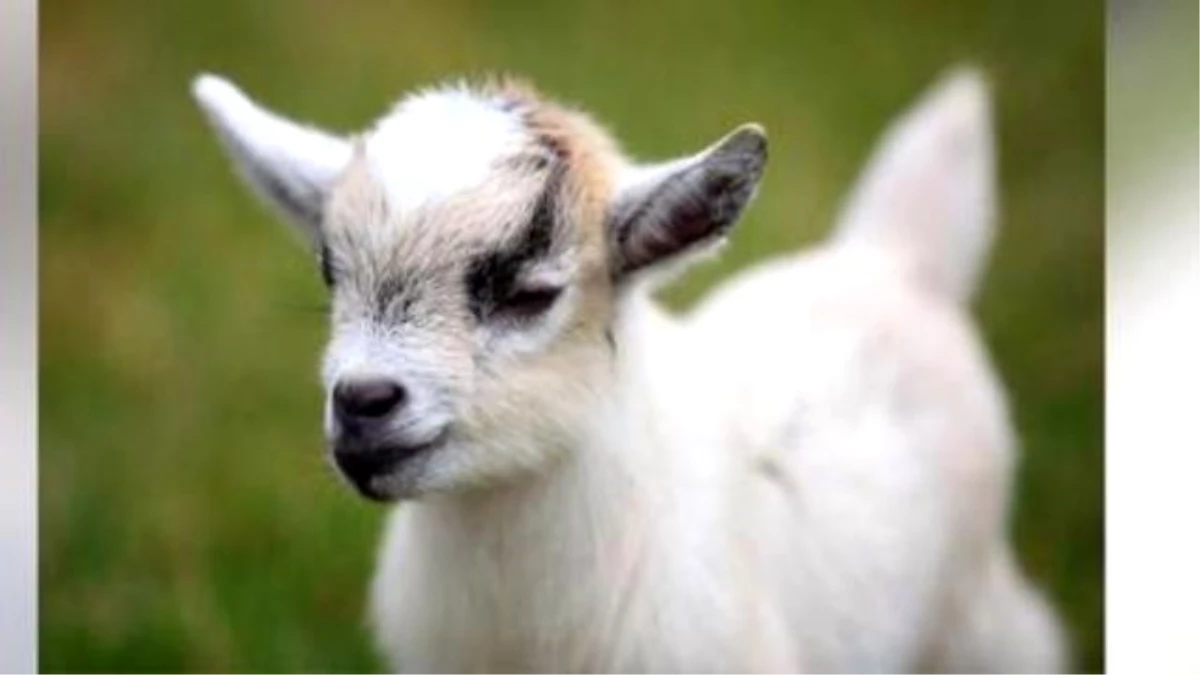Teens Arrested After Stealing Goat For Prom-posal Video