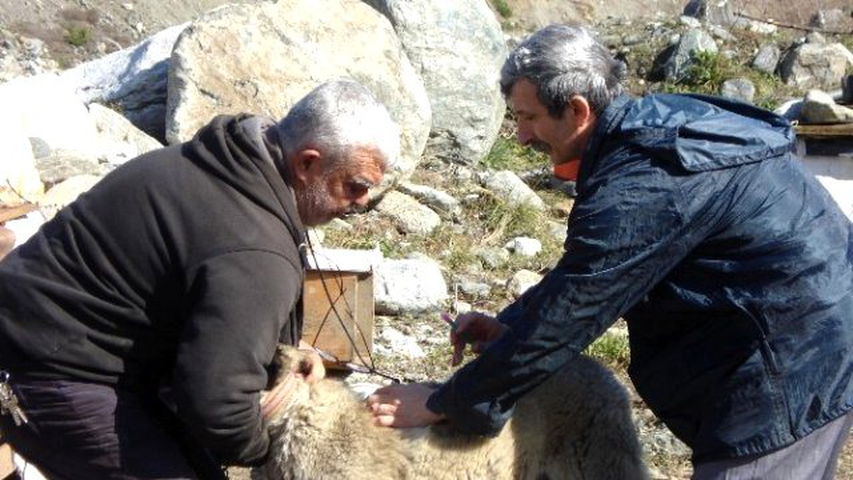 Bilecik\'te Kuduz ve Şap Aşılama Kampanyası Başlatıldı