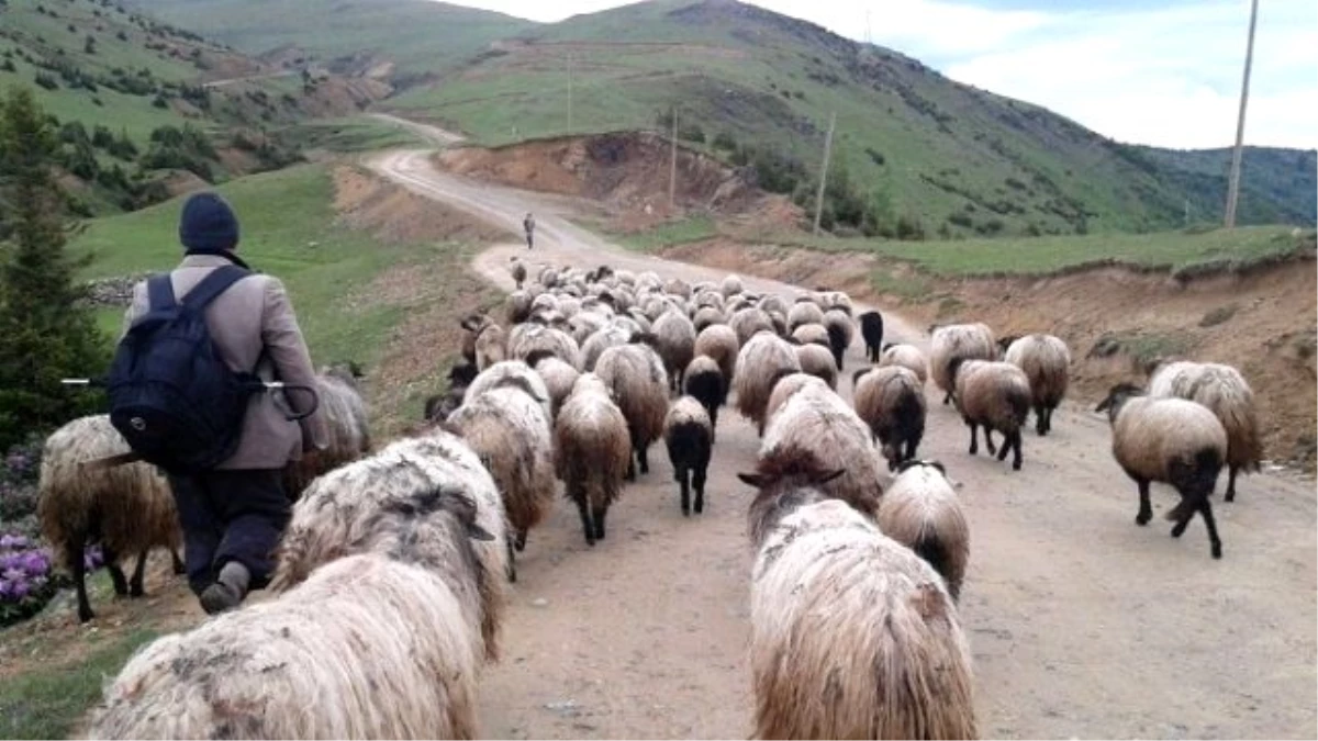 Çoban Değil "Sürü Yönetimi Elemanı"