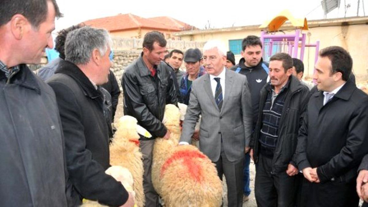 Karaman\'da Üreticilere Damızlık Koç Dağıtıldı