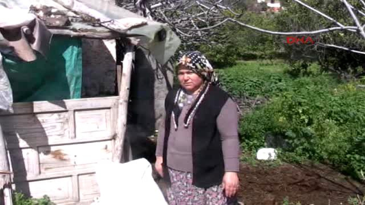 Mersin Sütünü Satarak Çocuklarını Okuttuğu İneği Çalıp Kestiler