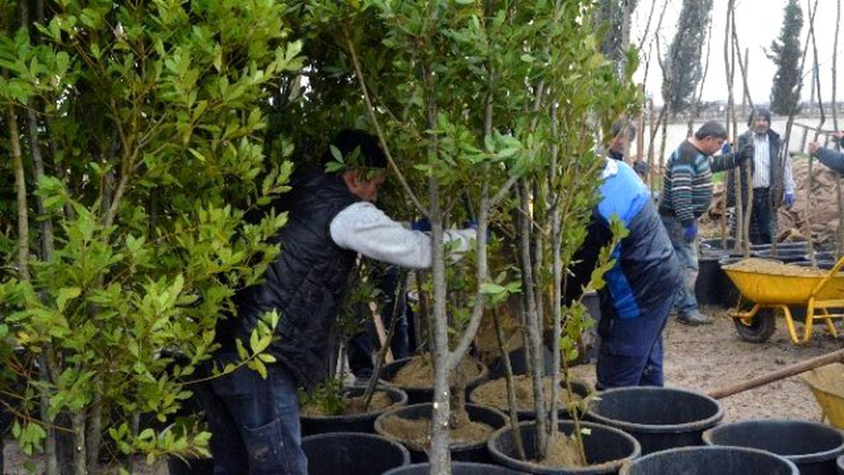 Şehzadeler Belediyesi Kendi Fidanını Kendi Üretecek