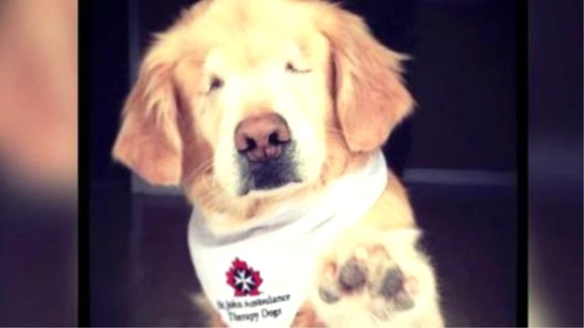 Smiley, Dog Born Without Eyes, Works As Therapy Dog
