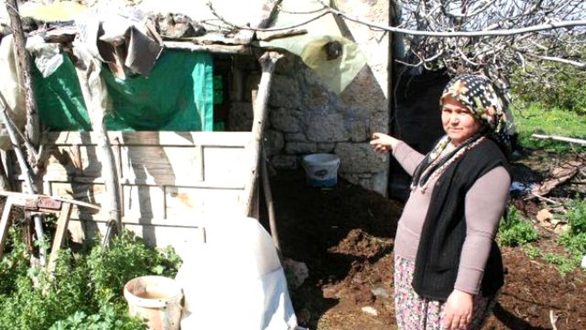 Sütünü Satarak Çocuklarını Okuttuğu İneği Çalıp Kestiler