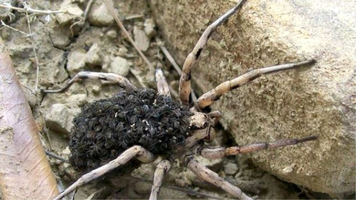 Bir Isırığıyla Dört Saat Orgazm Yaşatan Örümcek