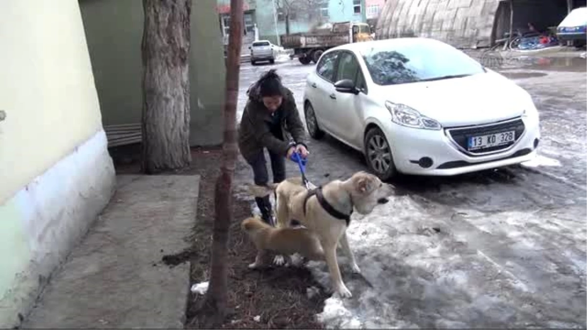 Bitlis\'te Tedavi Edilen Yavru Köpeğe Almanya\'da Sıcak Yuva