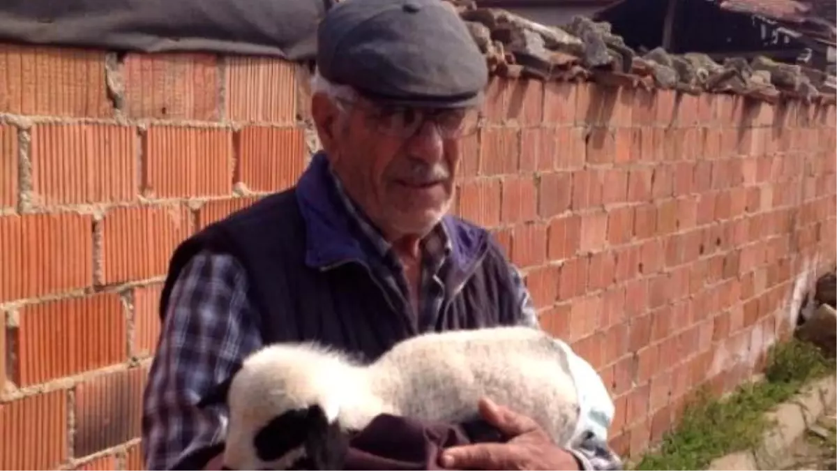 Evinde Biberonla Beslediği Kuzusuna Bebek Bezi Bağladı