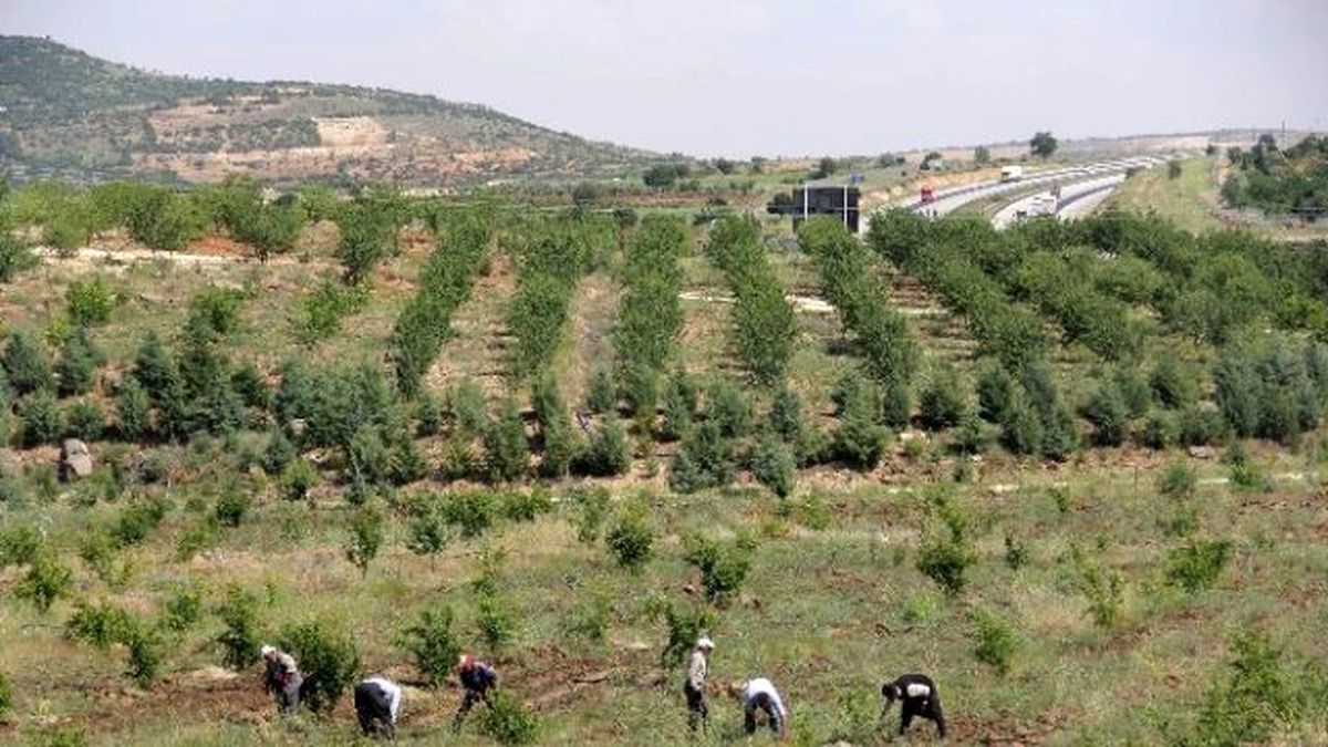 Gaziantep, İşkur ile Ağaçlanacak