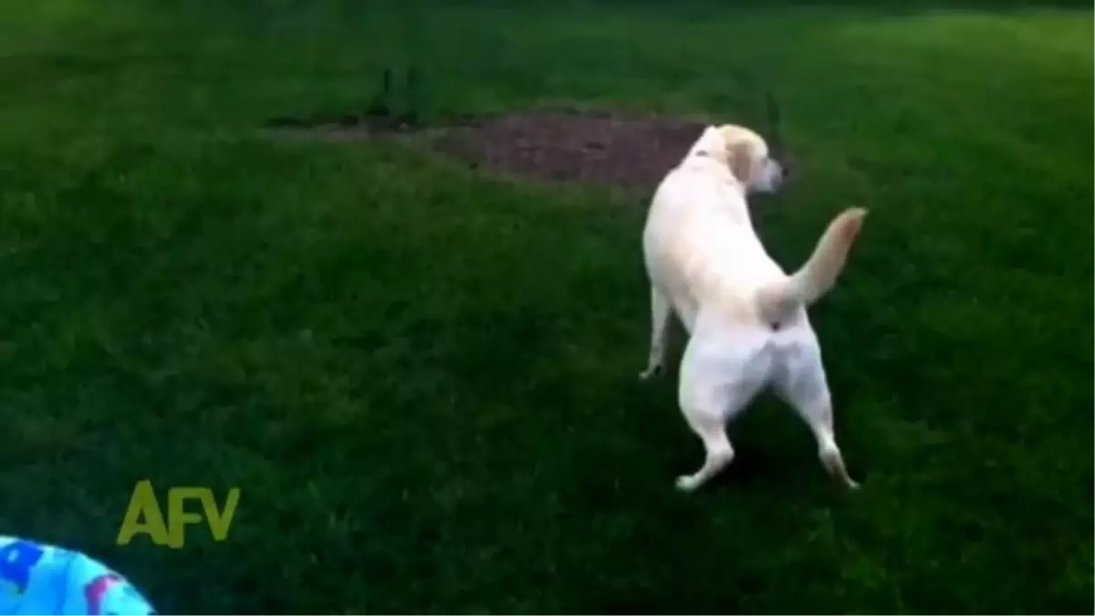 Havuza Çişini Yapmayan Kibar Köpek