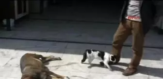 Marmaris Köpek, Kedi Yavrusunu Emziriyor