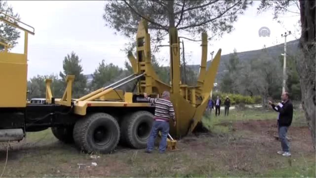 Didim\'de Cemevi İnşaat Alanındaki Çam Ağaçları Nakledildi