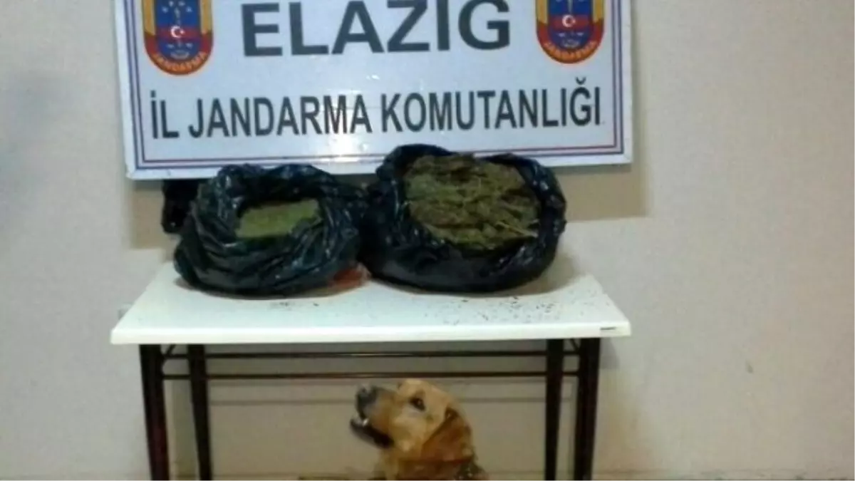 Elazığ\'da 12 Kilogram Esrar Ele Geçirdi