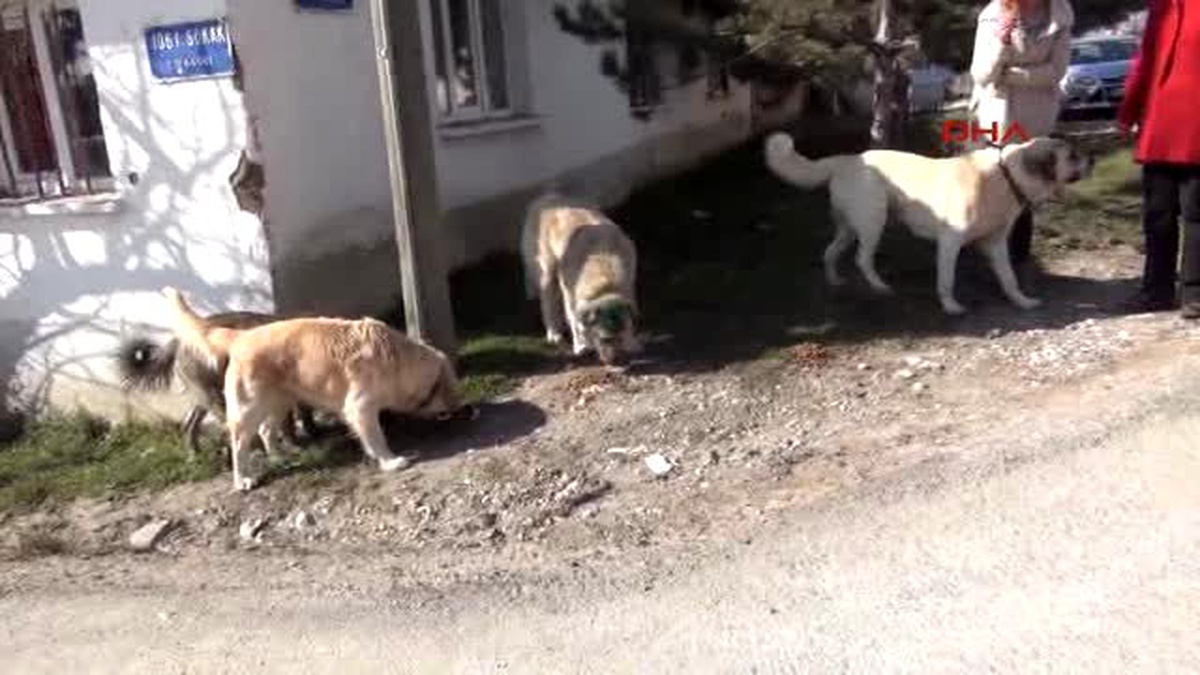Eskişehir Doktor Çiftin Kızı Erinç Pütün\'ün Cesedini Sokak Köpekleri Parçaladı
