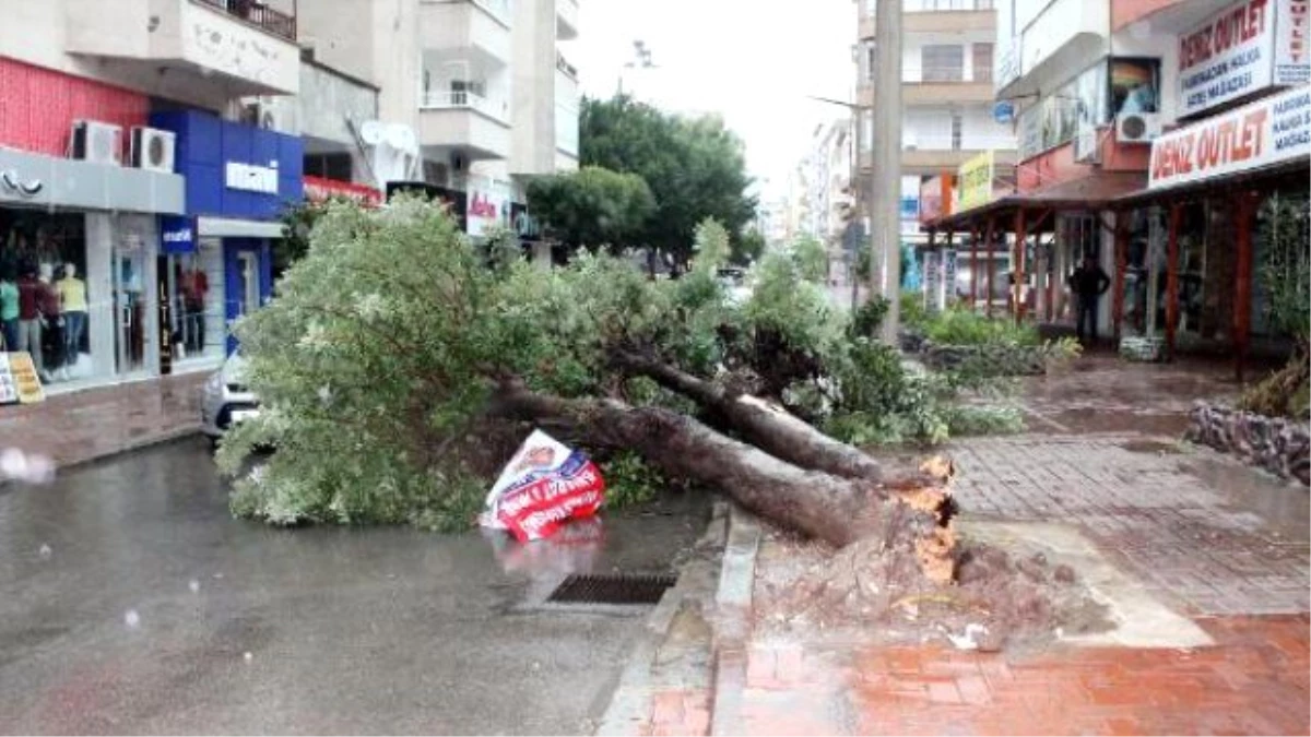 Şiddetli Rüzgar Ağacı Devirdi