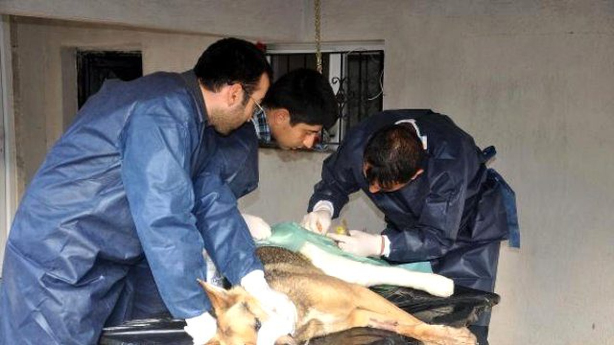Yaralı Köpek 3 Saatlik Ameliyatın Ardından Sağlığına Kavuştu