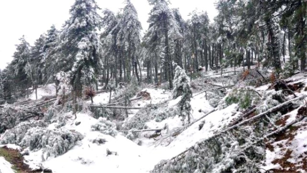 Kar Yağışı, Don ve Fırtına, Manisa\'da 66 Bin Ağaca Zarar Verdi
