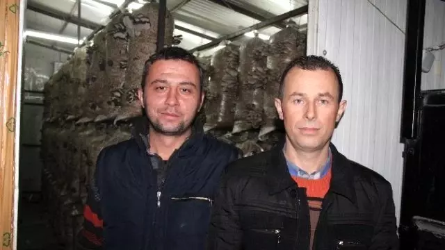 Sakarya'da İki Arkadaş İstiridye Türü Mantar Üretti - Son ...