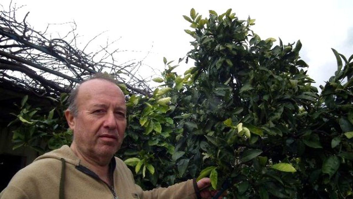 Didim\'de Budamalar Sürüyor
