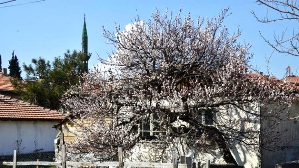 Gediz\'de İlkbahar Kendini Erken Gösterdi