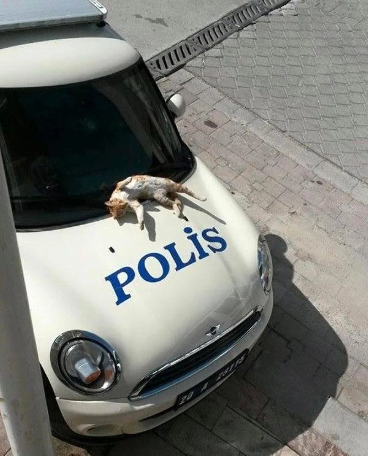 Polis Otosu Üzerinde Güneşlendi