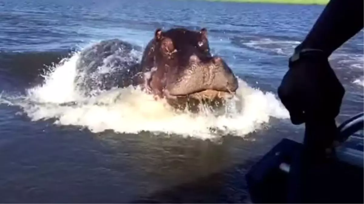 Su Aygırı Deniz Motoruyla Gezen Adamın Az Kalsın Canını Okuyordu