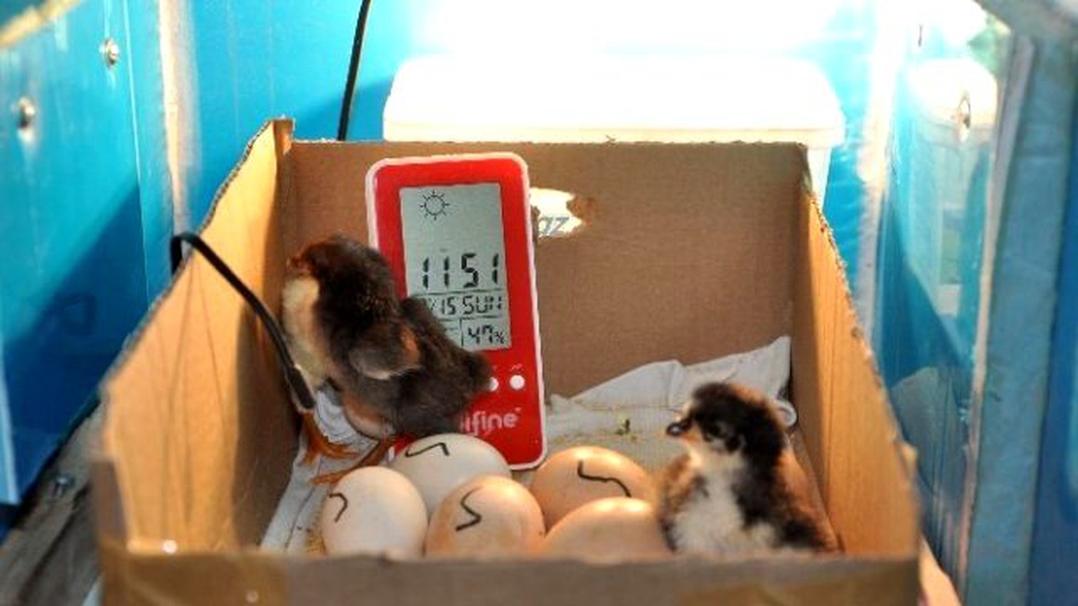 Kuluçka Makinesi Yapan Vatandaş İlk Civcivlerini Aldı