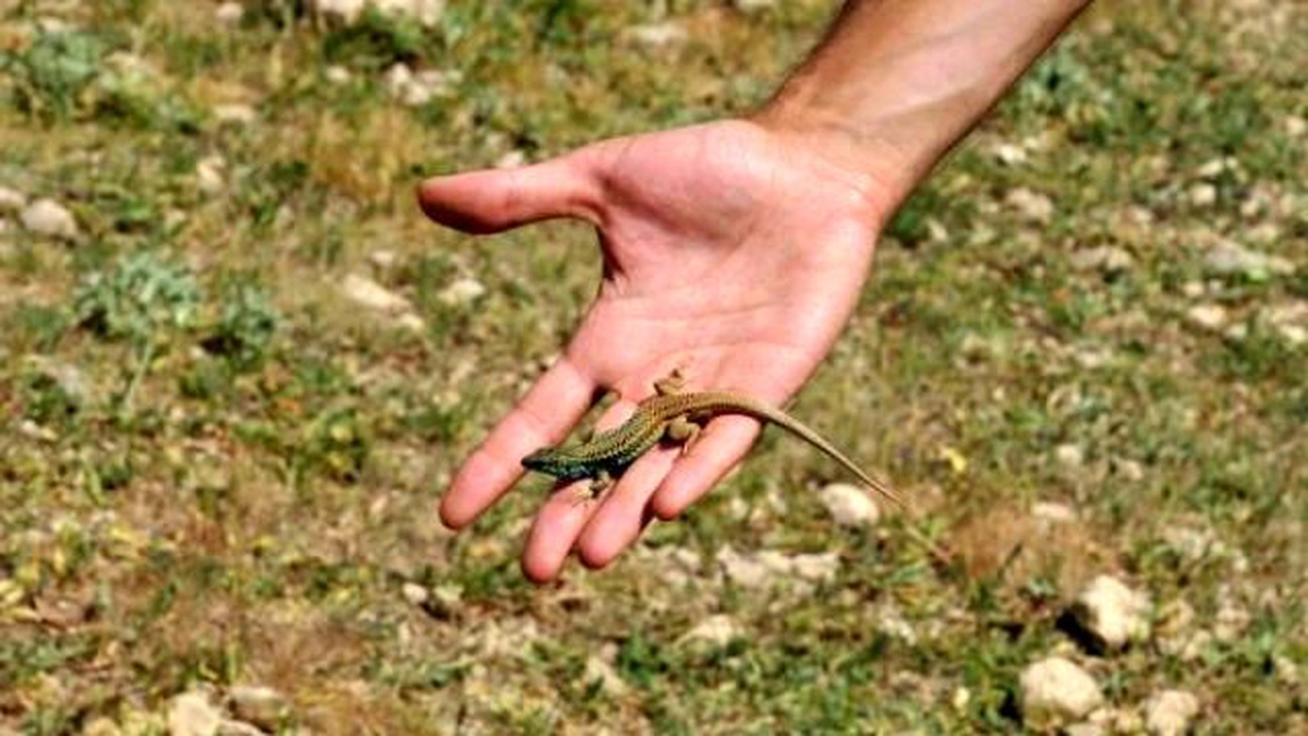 Türkiye\'de Yeni Kertenkele Türü Bulundu