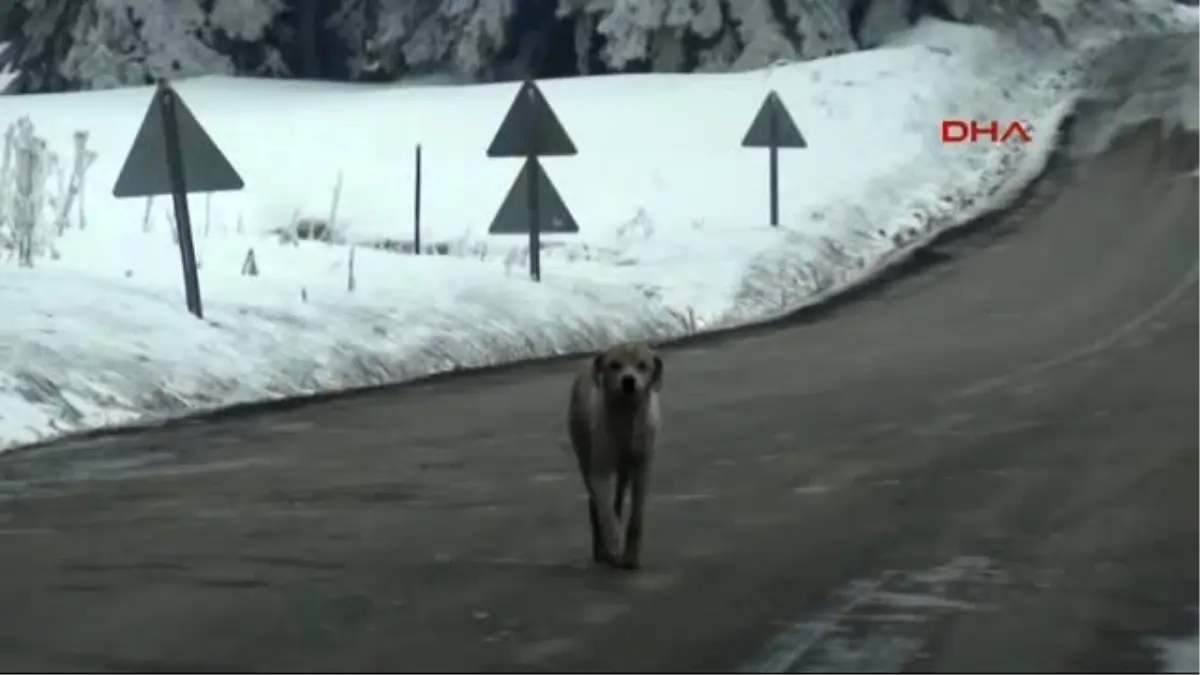 Bolu Dağa Terk Edilen Köpekler Soğuktan ve Açlıktan Öldü