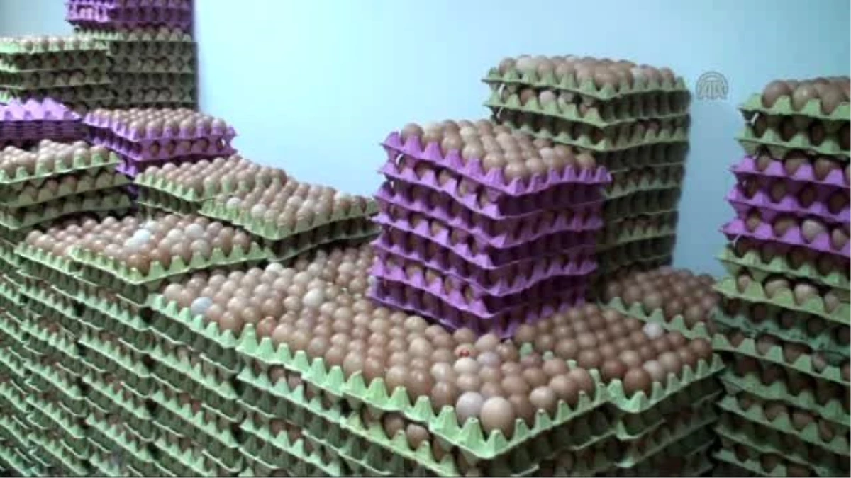 Fındık Üreticisi Günde 15 Bin Yumurta Üretiyor