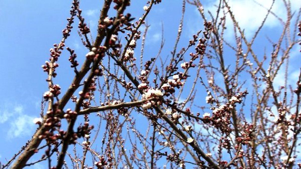 Iğdır\'da Kayısı Ağaçları Çiçek Açtı