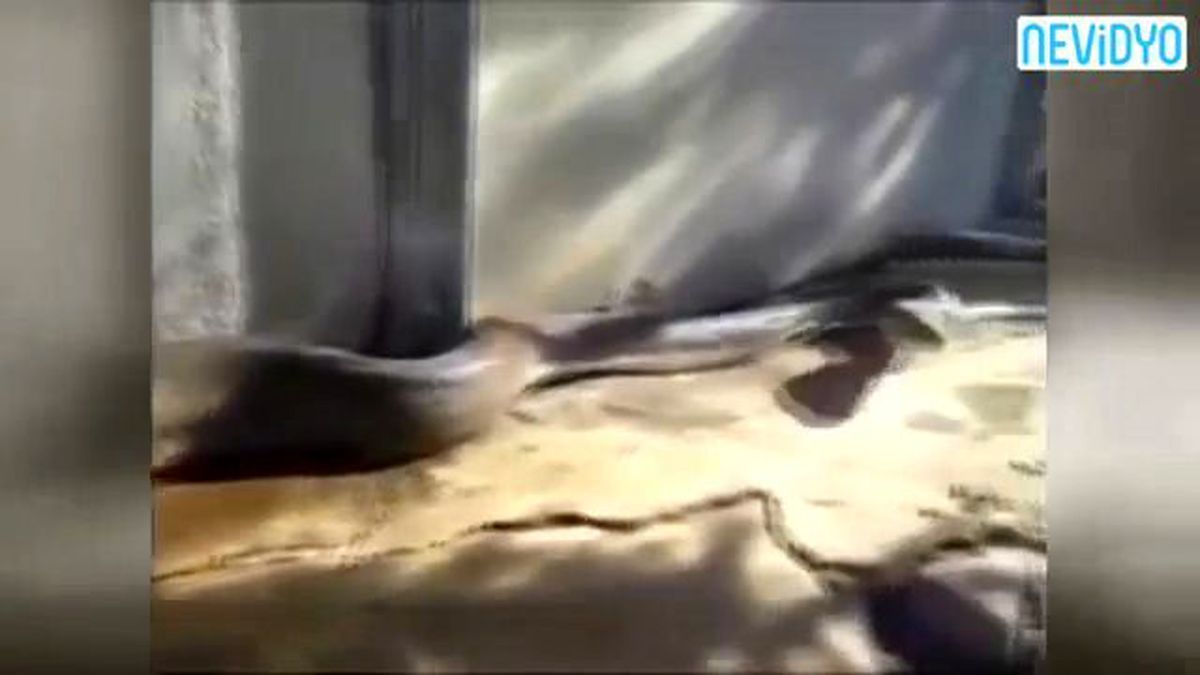 Ölü Sanılan Yılan Dehşet Saçtı!