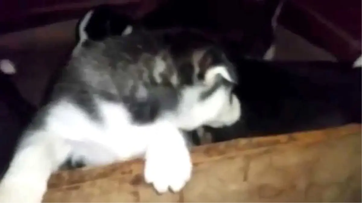 Satılık Sibirya Kurdu Husky Yavruları