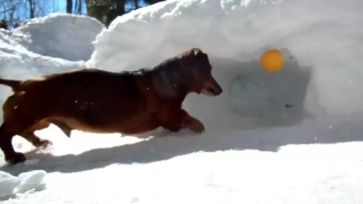 Hokey Oynamak İçin Can Atan Köpekler