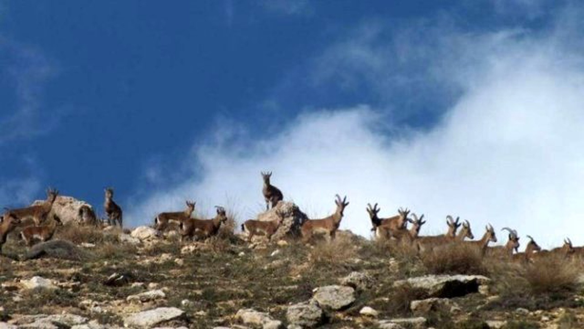 Tut İlçesinde Yaban Keçilerinin Sayısı Hızla Artıyor