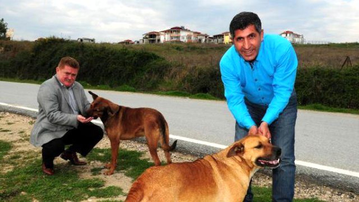 Veteriner Hekimleri Odası: Sokak Hayvanlarını Beslerken Dikkat Edin