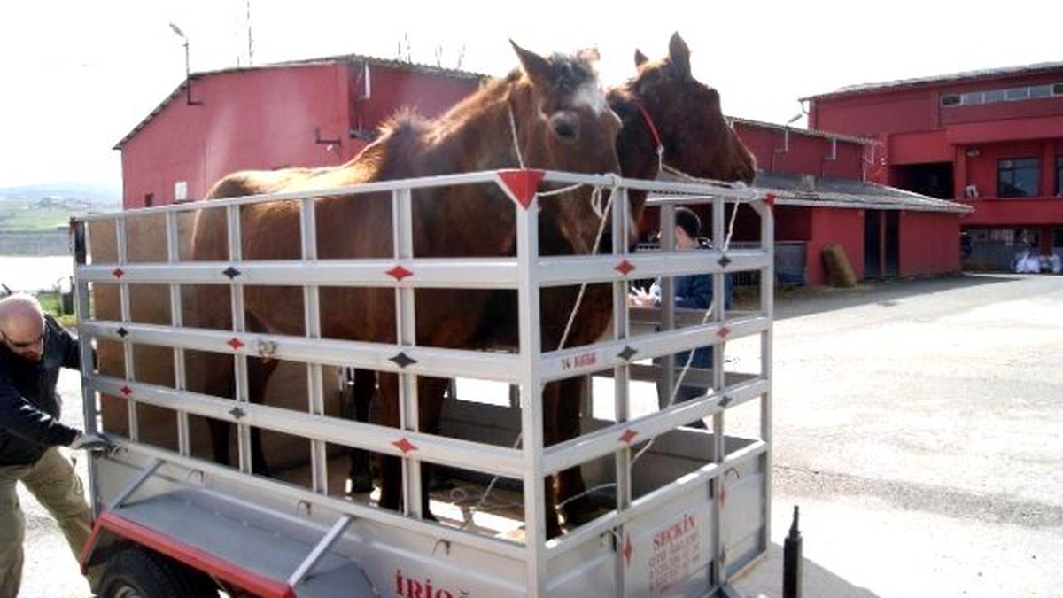 Yalova Belediyesi Mikroçip Uygulaması