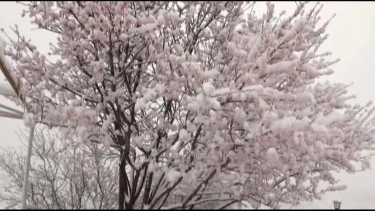 Beypazarı\'nda Çiçek Açan Meyve Ağaçları Kar Altında Kaldı