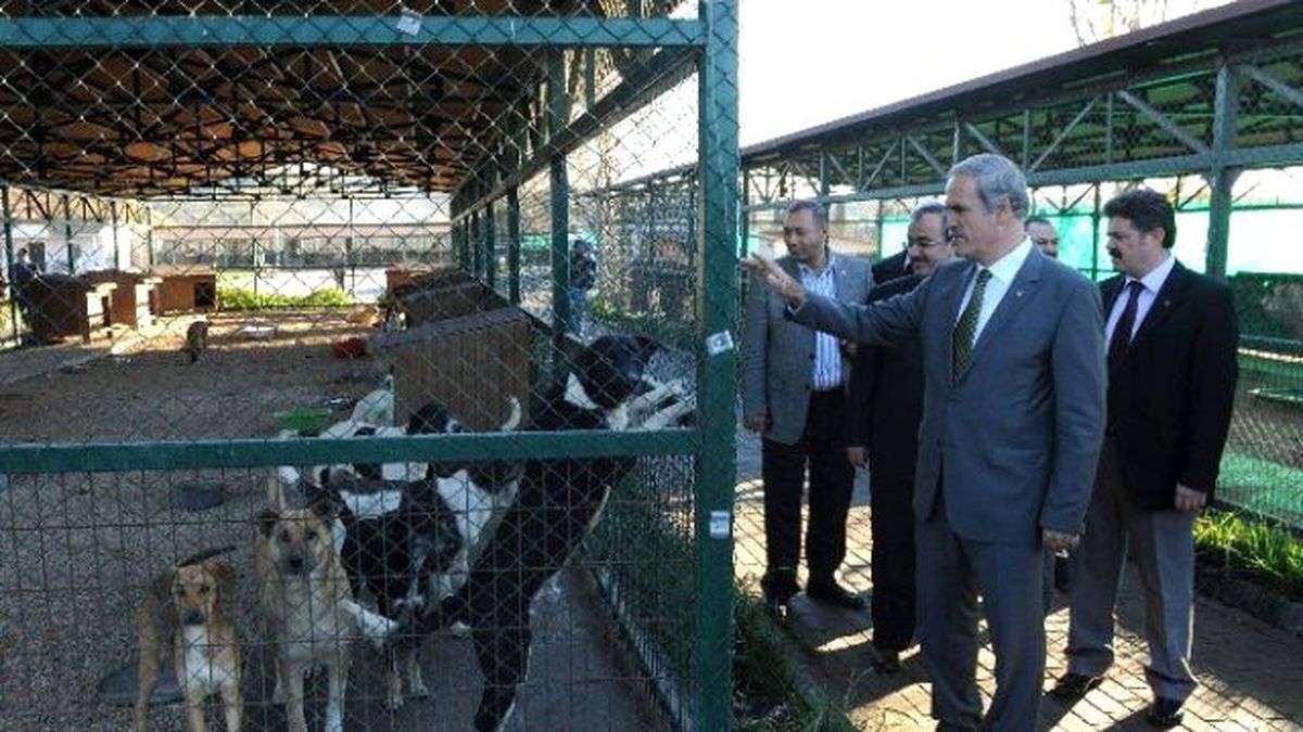 CHP\'nin Barınak Hayvanlarının Satıldığı İddiasına Altepe\'den Cevap