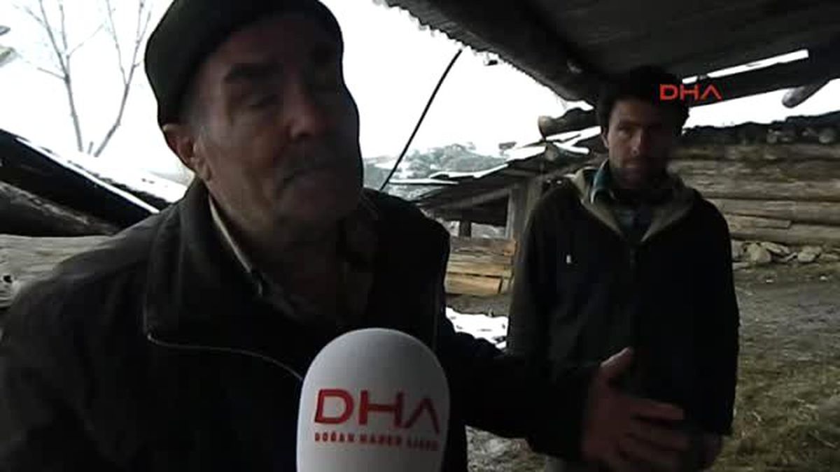 Çorum\'da Koyun ve Kuzular Telef Oldu