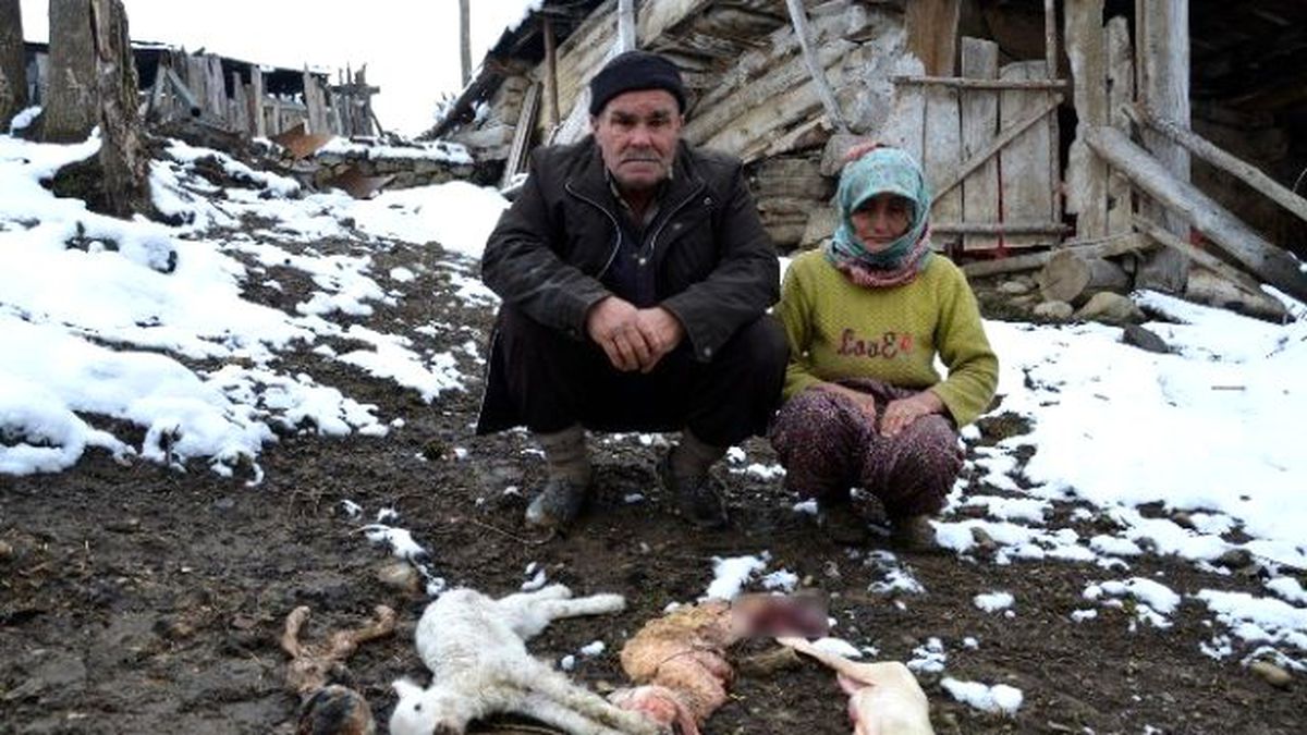 Çorum\'da Toplu Hayvan Ölümleri